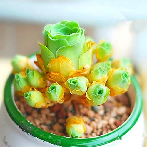 Muchas Plantas De Lithops En Pot Piedras Vivas Imagen De Archivo - Imagen De Carnudo, Crisol