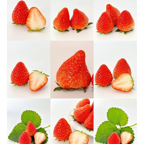 Damaichuhai 200 Youpei Erdbeersamen