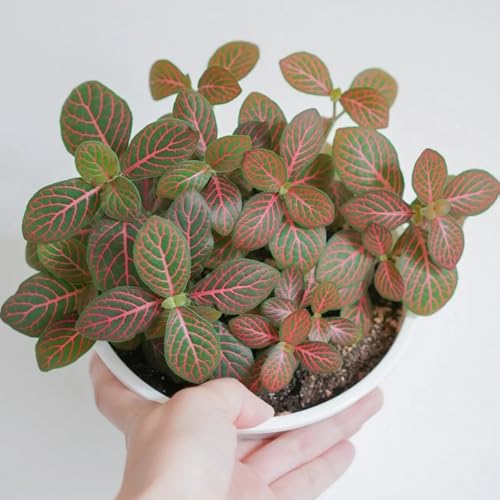 semillas de Fittonia - de oficina decorativas interior purificadoras aire exóticas invernaderos balcón decoración sala estar resistente al invierno 320pcs
