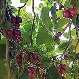 Tomato Tree Seeds,Tamarillo Tree Seeds, Resilient Growth, Transitional Climate Gardens, sheltered Outdoor plantings 80pcs