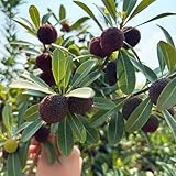 Madroño comprar semillas de en perennes resistentes bonsái jardín interior Camas elevadas para el jardín resistentes 5pcs