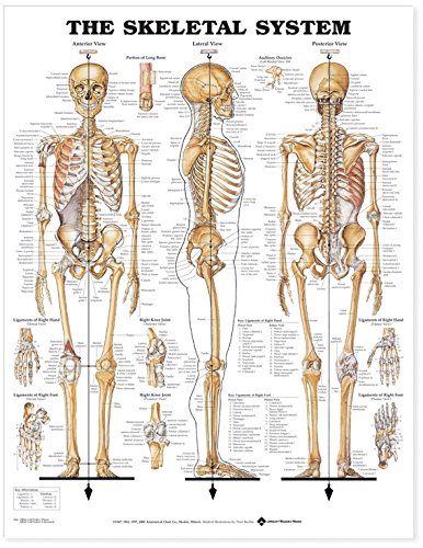 Preisvergleich Produktbild Anatomisches Diagramm Das Skelettsystem