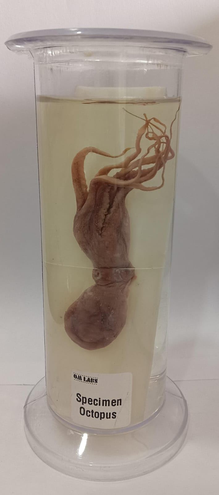 Octopus Specimen (Zoology Specimen) Brand OM Labs-image-39