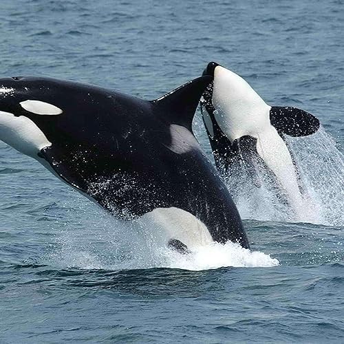 Orca (Killer Whale)