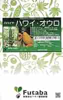 パパイヤ種子（タネ）　品種名　リオグランデ　10g（約650粒） 12700050_s.jpg