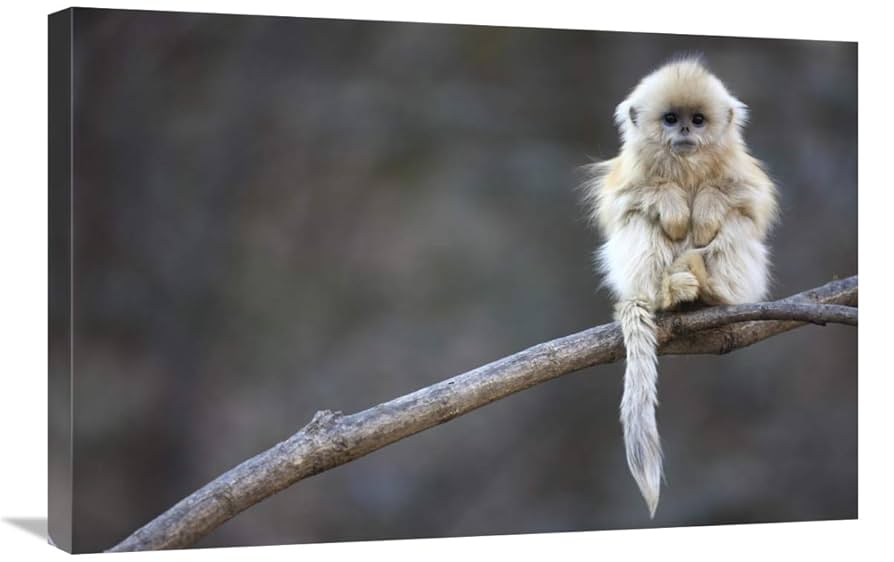 Amazon.com: 20 x 30 in. Golden Snub-Nosed Monkey Juvenile