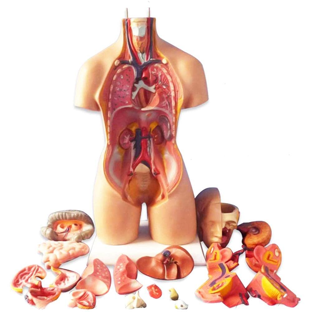 28Cm Anatomical Human Torso Body Model Anatomy Internal Organ Medical Teaching Mold Kid Baby Education Toy Gift (B09XXZ1KDC) Amazon Price History, Amazon Price Tracker