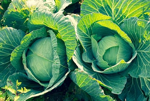 Sachet de graines de Chou cabus quintal d'Alsace - Sachet de 4 grammes - Graines de style