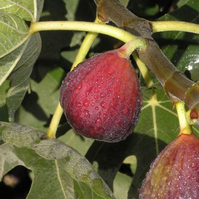 Ficus Carica 'Brown Turkey' Fig Tree - RHS Award of Garden Merit - 10 Litre Large Pot - Fruiting Size - Hardy - Outdoor