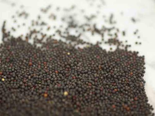 3LBS Dwarf Essex Rape Seed (Deer Green, Food Plot)