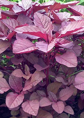 Golden Hills Farm Vegetable Seeds Cheera Seeds - Amaranthus(Red) Seeds Sprouts Plants Seeds 10000 seeds (B07NCB6G7S) Amazon Price History, Amazon Price Tracker