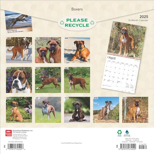 Boxers International Edition | 2025 12 x 24 Inch Monthly Square Wall Calendar | Plastic-Free | BrownTrout | Animals Dog Breeds - Image 2