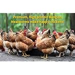 Organic Dried Mealworms 10 lb-Non GMO Meal Worms Chicken Feed Wild Bird Treats & Bird Food – Natural Mealworms for Chickens, Birds, Wild Birds, Bluebirds, Hens, Ducks, Turtles & Reptiles. - Image 5
