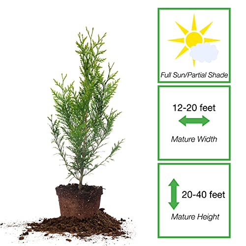 image for PERFECT PLANTS Thuja Green Giant 1 Gallon 5-Pack | Privacy Evergreen A