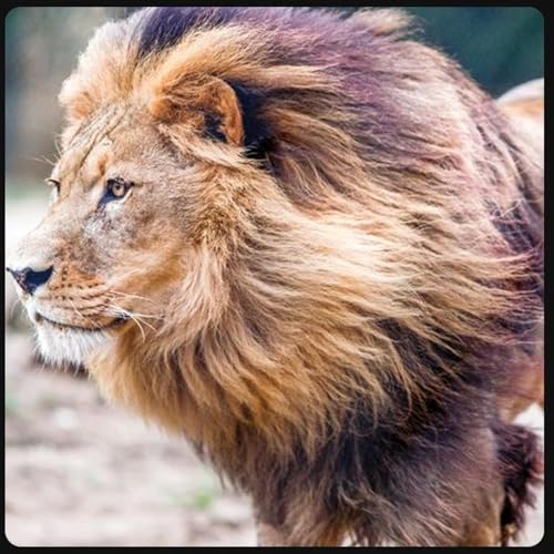 05-07-26 Coming Out of Babylon - Courage for the direction that God leading you - Its Your Divine Destiny