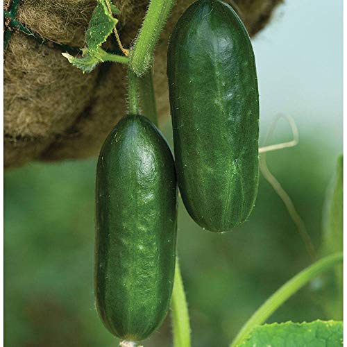 Cucumber Seeds ‘Mini Munch’ F1 – RHS AGM Variety – Heavy Cropping, All-Female Greenhouse Cucumbers – Sweet, Crunchy Lunchbox Snacks - 1x Seed Packet by Thompson & Morgan