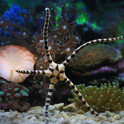 Image of Fish Tank Coral Filter Fish Tank Filter Crushed Coral for Freshwater Aquarium Bio Ceramic Filter Media Fish Tank Filtration Material Pond Filter Media Reusable Aquarium Filter