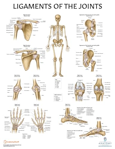 Image of Anatomy Lab 3 PACK Muscular, Skeletal, and Ligaments of the Joints Human Anatomy Poster Set, LAMINATED, Anatomy and Physiology Posters, 17.3 x 22.5 Inches, Muscles Diagram, Skeletal System, Made | Muscular, Skeletal, Ligaments of the Joints, 17.3 x 22.5 Inches, Muscles Diagram, Skeletal System, Anatomy and Physiology