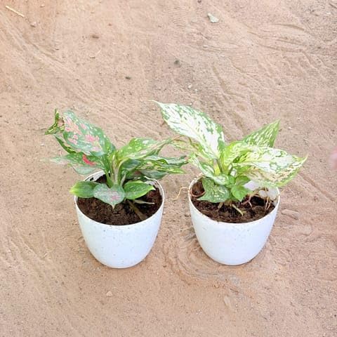 Best Nursery Set of 2 - Aglaonema Pink & Aglaonema White in 4 Inch Plant White Premium Orchid Round Plastic Pot-image-22