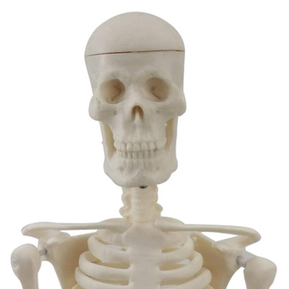 Model szkieletowy 45 cm, model szkieletowy z realistycznie wyglądającymi kości i ruchem do nauki nauki