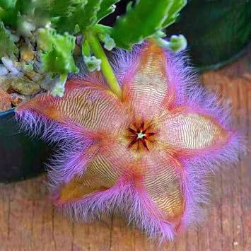 Star Lotus Lithops Succulent Cactus Seeds, 2 Packs of 20 Each Pink and Gold Flowering Plant Limited Supply Order Now!