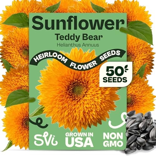 SVI 50 Teddy Bear Sunflower Seeds (Helianthus annuus) Dwarf Teddy Bear Sunflower Seed Packets Annual Cut Flower Seeds for Outdoor Garden & Indoor Garden Containers Patios Flower Beds