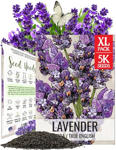 Seed Needs English Lavender Seeds for Planting...