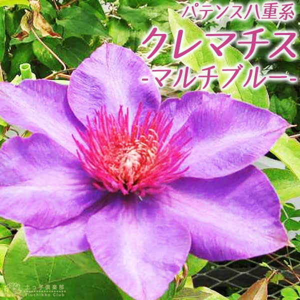 Amazon.co.jp: クレマチス 9cmポット苗 マルチブルー cl-070 : DIY