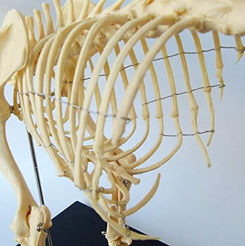 Anatomisches Modell Hund Skelettmuster Modell Anatomie Bildung Modell Von Tieren, Humanbiologie Professor Veterinary Education Demonstration Werkzeug Hund (64Cmx10cmx30cm)