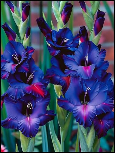 Gladiolos Rizomas. Hojas altas y grandes.ideal para embellecer el paisaje. Tolera el frío. （NVNJHJN）.-10 Rizomas-E