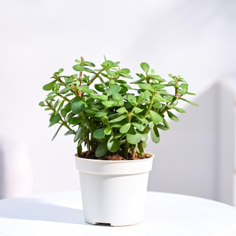 Bhajanlal Greenery Jade Plant crassula ovata | Live Healthy Good Luck Plant For Vastu, Home & Office Desk For Indoor Gardening | Pack Of 1 | small plant with Black pot-image-31