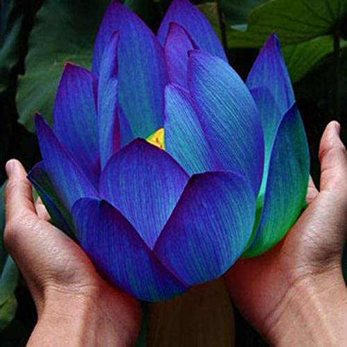 Lotus Seeds Aquatic Plants Water Lilly Nice Fragrance Outdoor Ponds 20 Seeds