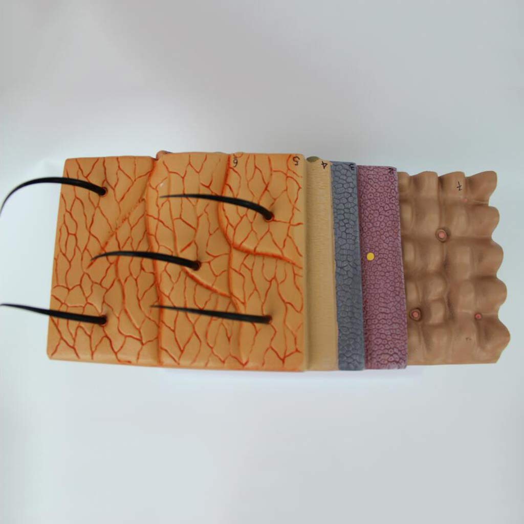 50X élargie Peau Modèle - Modèle de Peau Anatomical médicale - Matériel PVC Humain Structure des Tissus de la Peau Modèle Anatomique - pour l'affichage Étude d'enseignement