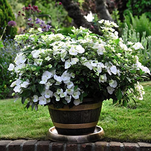 Hydrangea Garden Shrub Neat & Compact Variety with Many White Flowers, Chelsea Flower Show Plant of The Year 2018, 1 x Hydrangea Runaway Bride in a 6L Pot by Suttons (1)