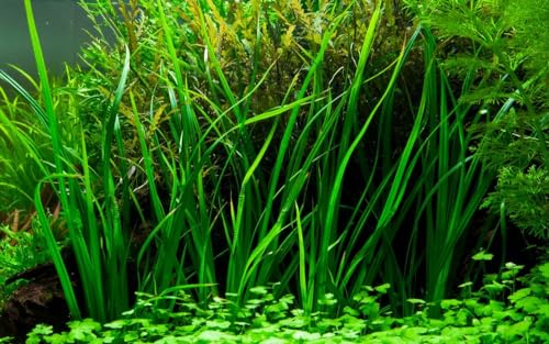 AquaOne Aquarium Pflanze Cyperus helferi I Wasserpflanze...
