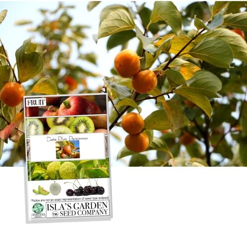Date Plum Persimmon Fruit Tree, 30+ Tree Seeds, Exotic & Rare, 80% Germination, (Isla's Garden Seeds), Non GMO & Heirloom Seeds, Scientific Name: Diospyros Lotus