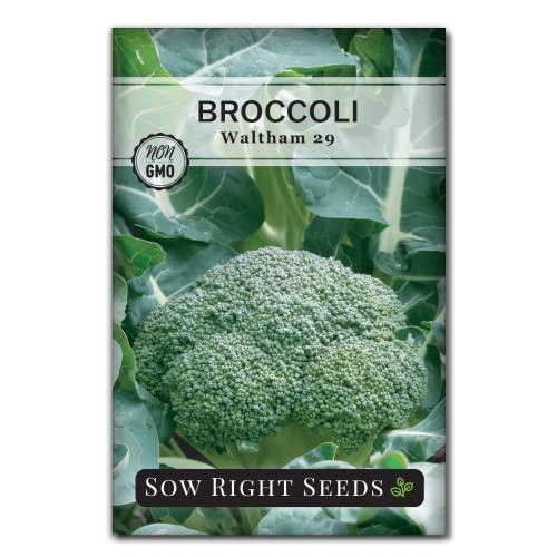 How to Grow Broccoli From Stem Scraps Beginner's Guide