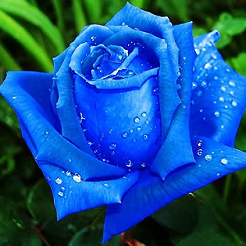 See full amazon price history chart for Blue rose plant original (1 live plant) Blue rose plant original (1 live plant) (B0BZCKQ3SG) Amazon Price History, Amazon Price Tracker