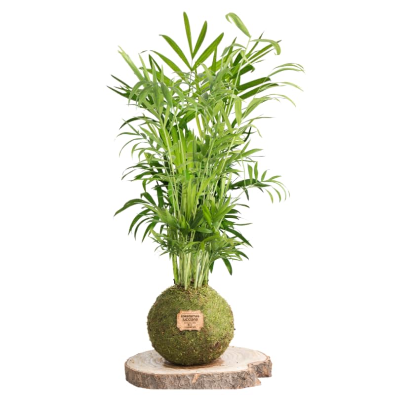 Kokedama Palmera Areca XL - Kokedama Interior | Bola de Musgo Vivo | Planta Natural | Planta Interior | Decoración Hogar | Fácil Cuidado y Mantenimiento