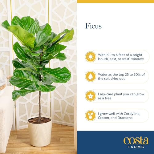 Image of Costa Farms Fiddle Leaf Fig Tree, Ficus Lyrata Live Indoor Floor Houseplant in Decor Planter, Tropical Plant for Home Potted in Soil, Home and Office Decor, Housewarming Gift, 3-4 Feet Tall