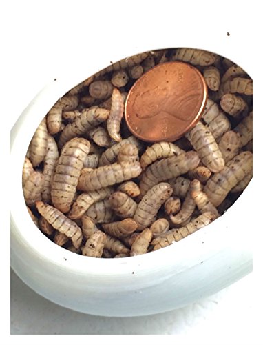 Large Black Soldier Fly Larvae(Organic) 500