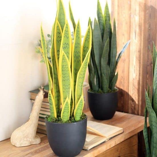 PlantaZee Snake Plant/Air Purifier Plant/Indoor Plant (1 Live Healthy Plant) With Pot ? (B0BR57HNLV) Amazon Price History, Amazon Price Tracker