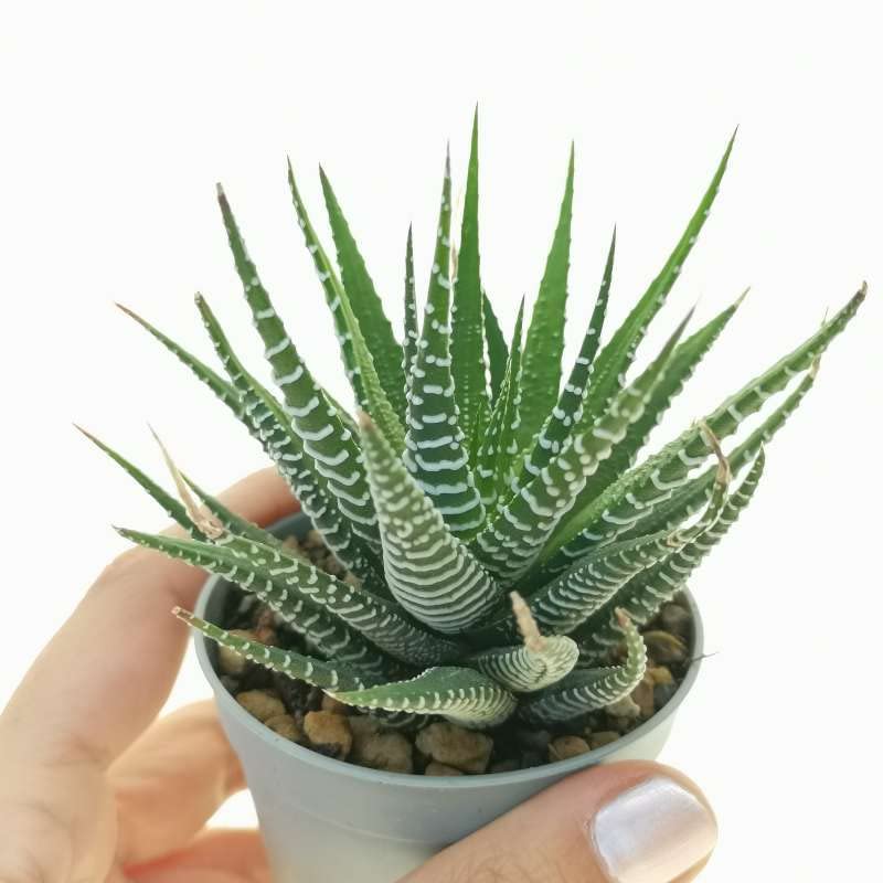 Pots & Plants Zebra Plants/Haworthias Succulent Zebrina Exotic Rare Succulent Cactus Plant For Gifing,Indoor,Table Top,Home Decre,Office Table (B0977644HN) Amazon Price History, Amazon Price Tracker