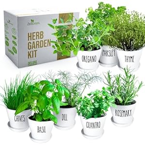 Deluxe Indoor & Outdoor Herb Garden Kit â 8 or The Most Popular Culinary Herbs with Pots & Soil for Windowsill or Patio Growing