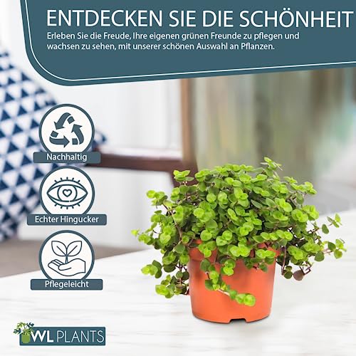 WL Plants Callisia Turtle Zimmerpflanze - Hängepflanze - Sukulentenpflanzen echt - Topfpflanzen echt - Grünpflanzen Luftreinigend - Pflanzen Höhe +/- 25cm inkl. TopfØ12cm - Indoor plants – Bild 3