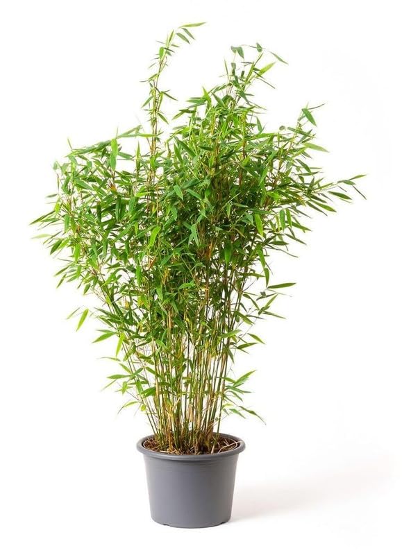 Outdoor Golden Chinese Bamboo/Grass Plant - Decorate Both Indoor And Outdoor, Air Purifying Good Luck Plant, Mini Bambo Plant 1 Healthy Live Plant with Plastic Pot Pack of 1 (B0CZNVF2NW) Amazon Price History, Amazon Price Tracker