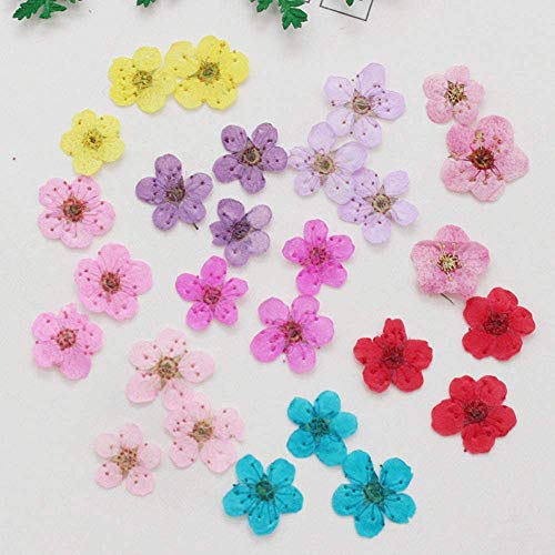 Flores prensadas YUNZHI para resina Narciso 100 piezas miniatura 3