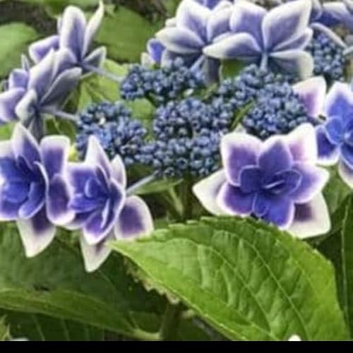 青 薔薇 苗」の人気商品一覧 | 安い商品を通販サイトから探す - 価格.com
