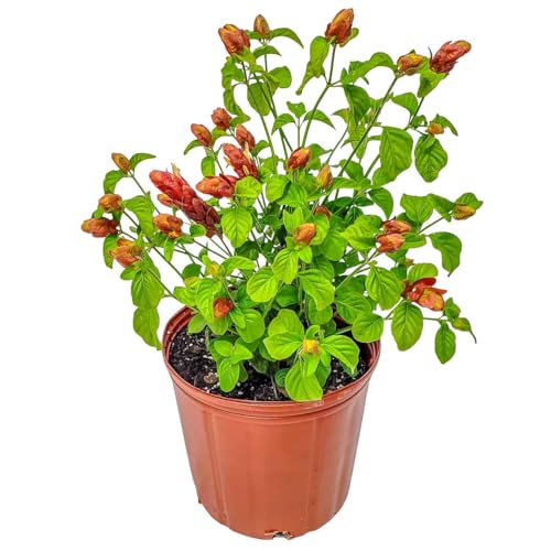 Live Red Shrimp Plant in Bush Form - 18' to 22' Overall Height - Full Sunlight - Tropical Plants of Florida (Plant + Fertilizer)