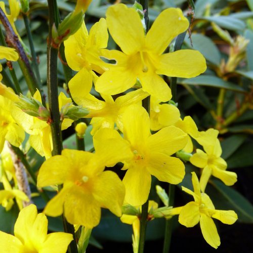 Jasminum nudiflorum HARDY YELLOW JASMINE 1 Plant!